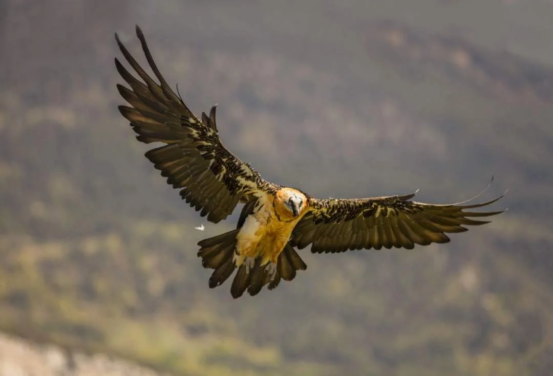 drone vue comme un aigle drone vue comme un aigle